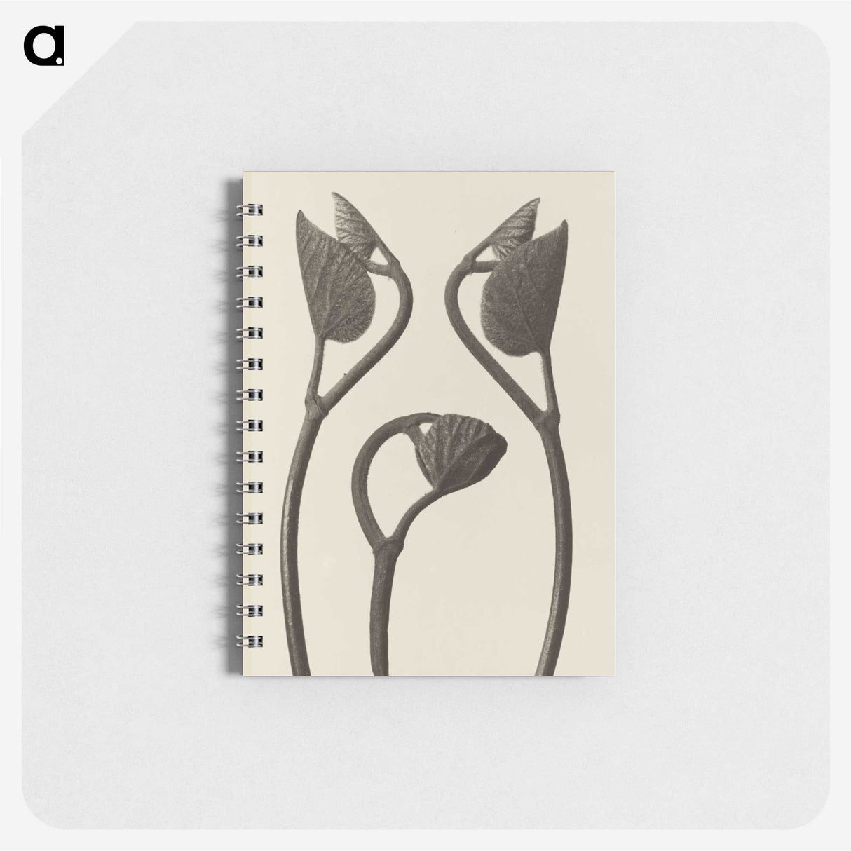 1-9_Karl-Blossfeldt_memo