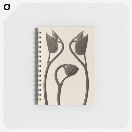 1-9_Karl-Blossfeldt_memo