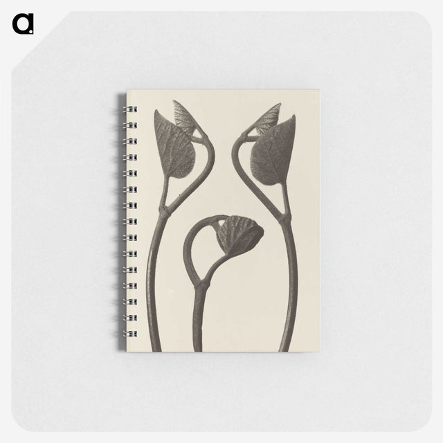 1-9_Karl-Blossfeldt_memo