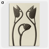 1-9_Karl-Blossfeldt_picture-crop