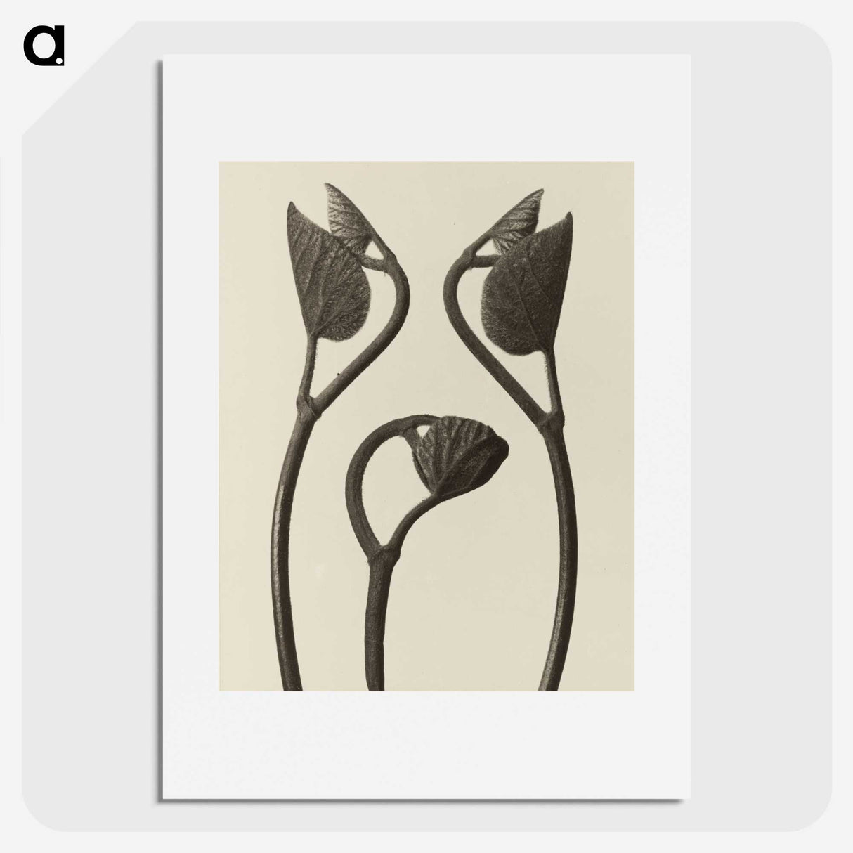 1-9_Karl-Blossfeldt_picture