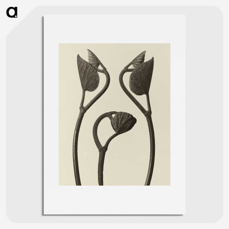 1-9_Karl-Blossfeldt_picture