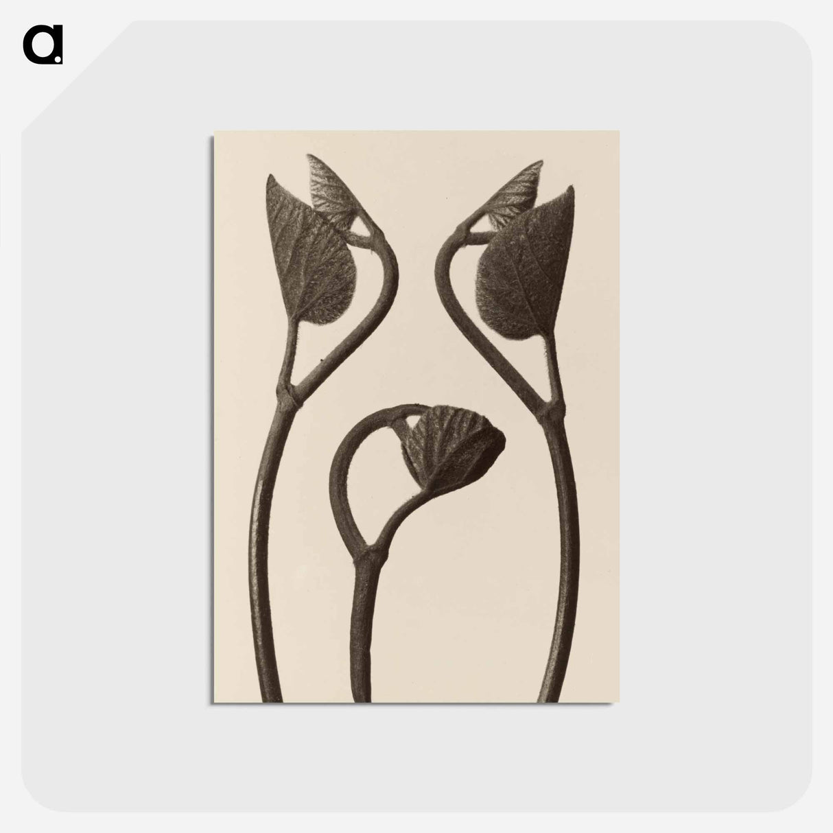 アートポストカード-Aristolochia stems and leaves - カール ブロスフェルト Postcard.