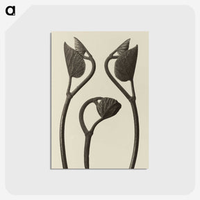 1-9_Karl-Blossfeldt_postcard