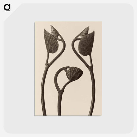 アートポストカード-Aristolochia stems and leaves - カール ブロスフェルト Postcard.