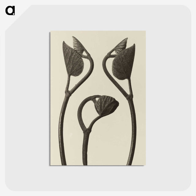 1-9_Karl-Blossfeldt_postcard