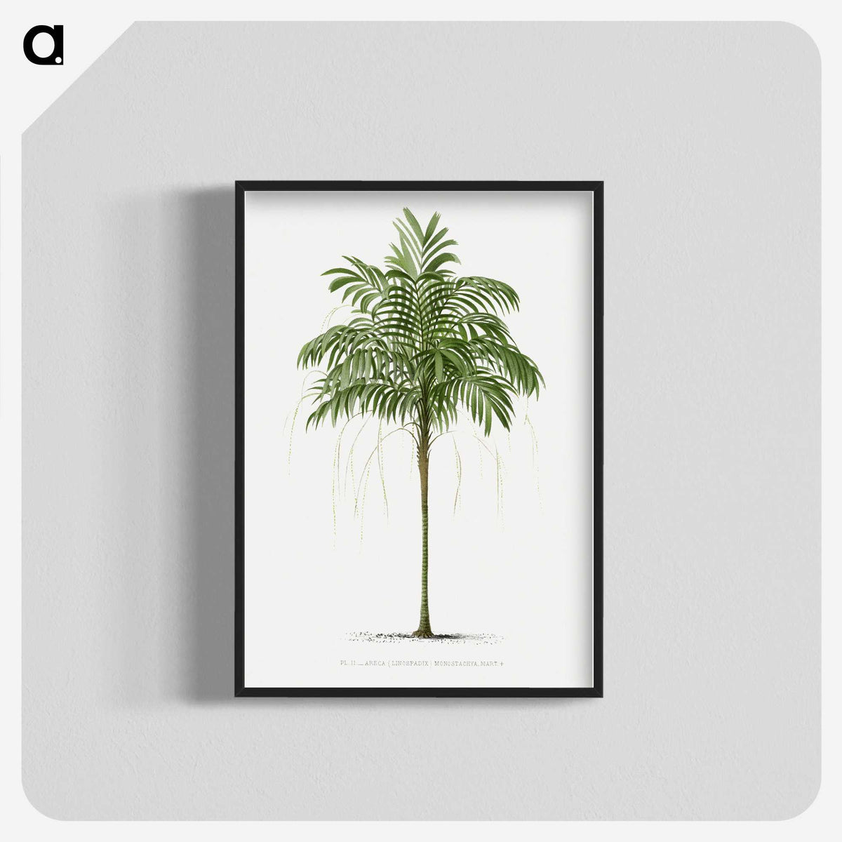 1-9_Les-Palmiers-Histoire-Iconographique_blk-crop