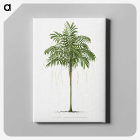 1-9_Les-Palmiers-Histoire-Iconographique_canvas