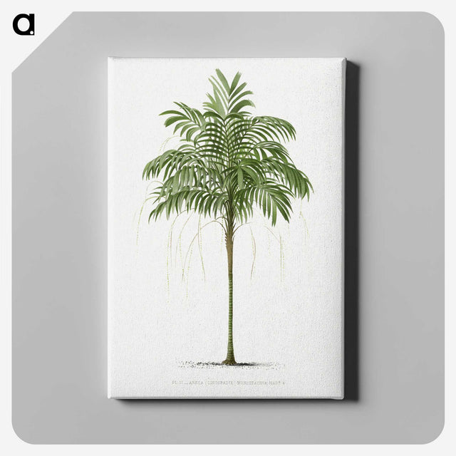 1-9_Les-Palmiers-Histoire-Iconographique_canvas