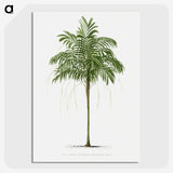 1-9_Les-Palmiers-Histoire-Iconographique_picture-crop