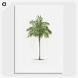 1-9_Les-Palmiers-Histoire-Iconographique_picture