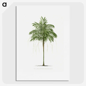 1-9_Les-Palmiers-Histoire-Iconographique_picture