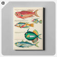 アートパネル-Moluccan Fishes
 - ルイ ルナール Canvas.