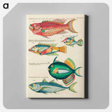 アートパネル-Moluccan Fishes
 - ルイ ルナール Canvas.