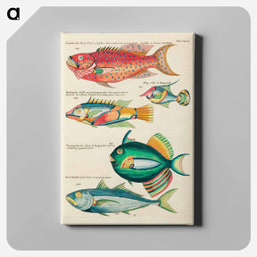アートパネル-Moluccan Fishes
 - ルイ ルナール Canvas.