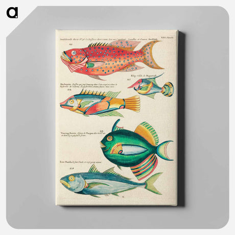 アートパネル-Moluccan Fishes
 - ルイ ルナール Canvas.