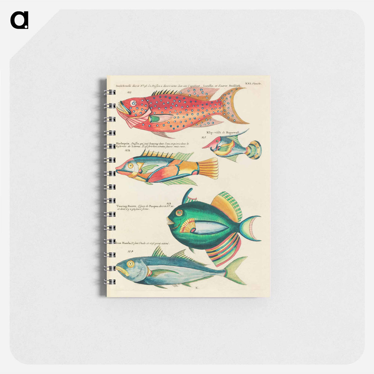 Moluccan Fishes
 - Louis Renard Memo.