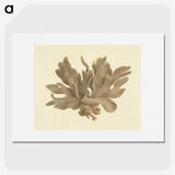 1-9_Luigi-Balugani_picture