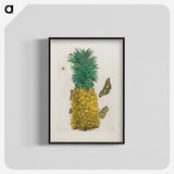 1-9_Maria-Sibylla-Merian_blk-crop