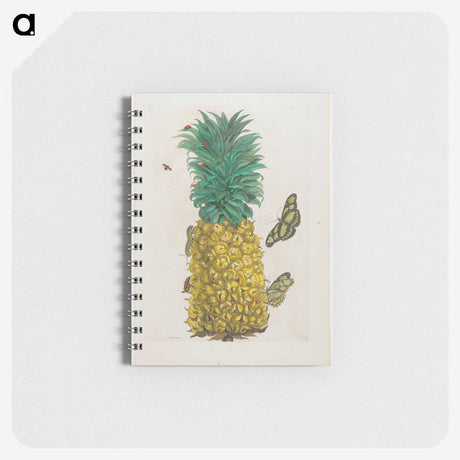 1-9_Maria-Sibylla-Merian_memo