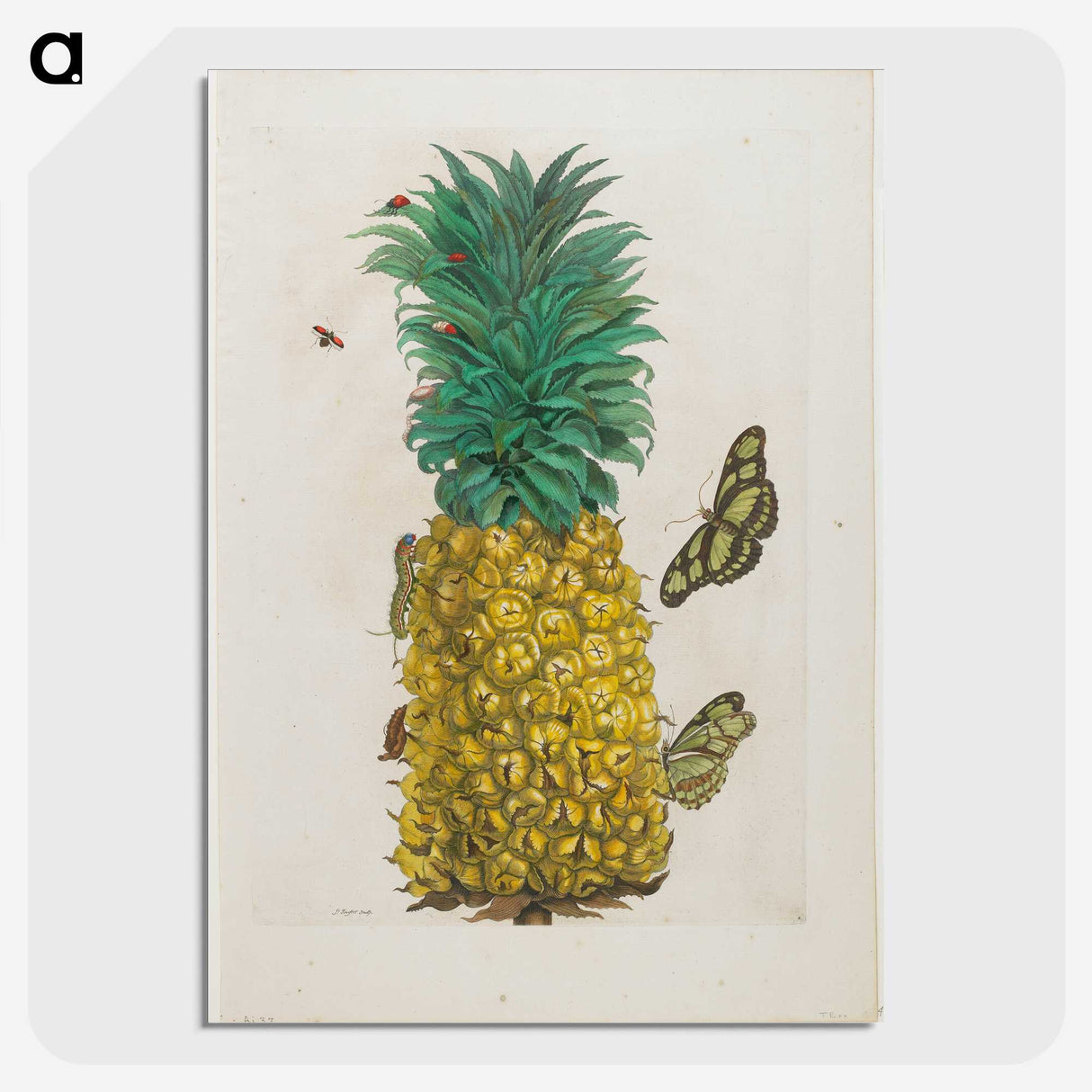 1-9_Maria-Sibylla-Merian_picture-crop