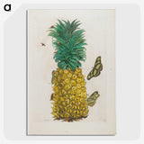 1-9_Maria-Sibylla-Merian_picture-crop