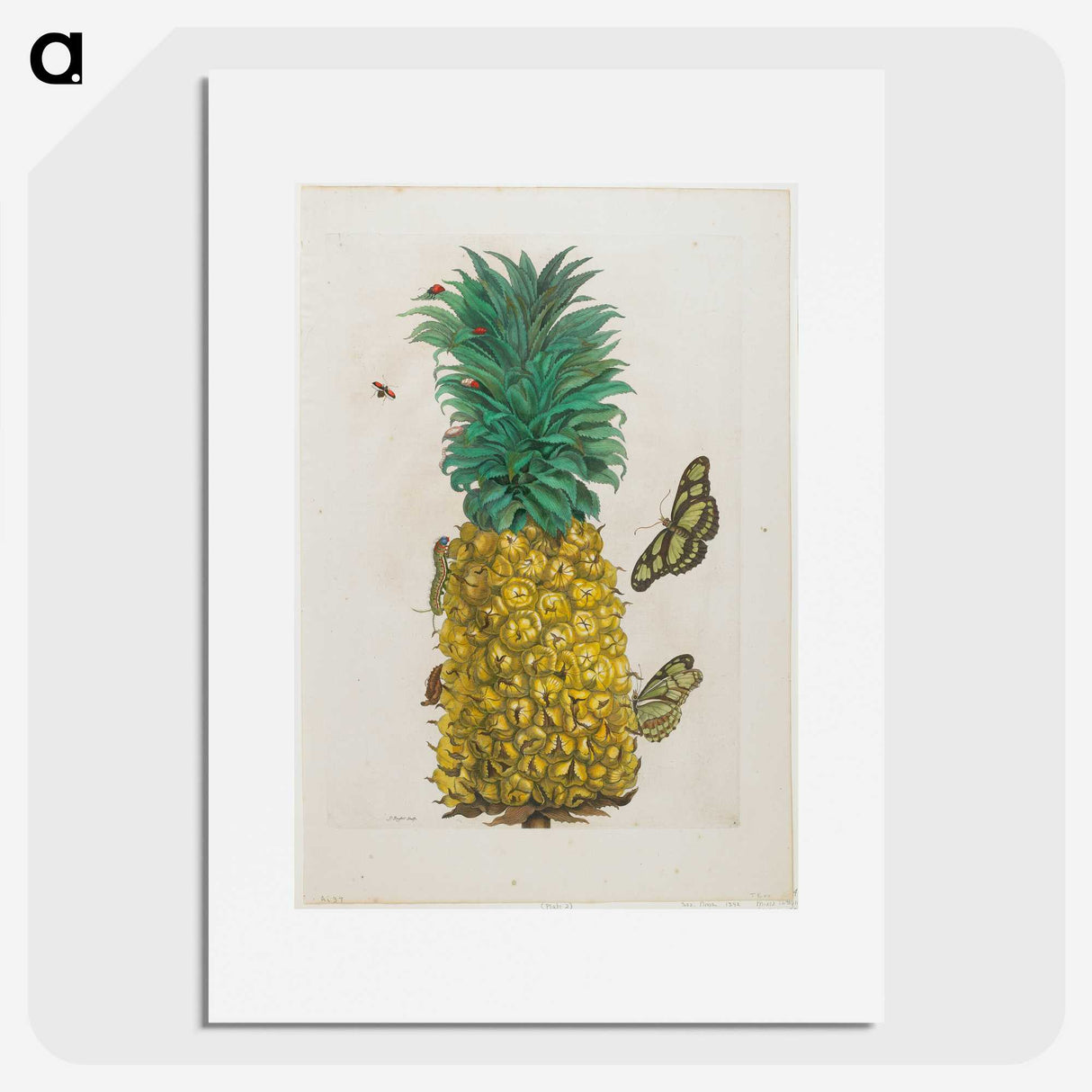1-9_Maria-Sibylla-Merian_picture