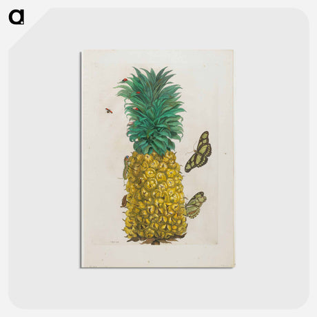 アートポストカード-Plate 2
 - マリア ジビーラ メーリアン Postcard.