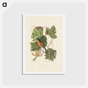 アートポストカード-The Baltimore Bird
 - マーク ケイツビー Postcard.