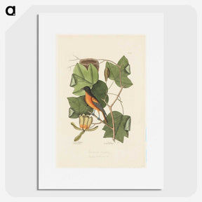 1-9_Mark-Catesby_picture