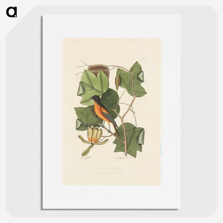 1-9_Mark-Catesby_picture