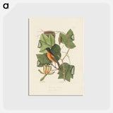 アートポストカード-The Baltimore Bird
 - マーク ケイツビー Postcard.