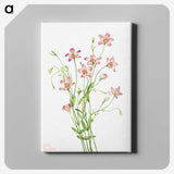 1-9_Mary-Vaux-Walcott_canvas