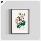 アートポスター-Rosa canina
 - 薬用植物学 Poster.