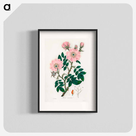 アートポスター-Rosa canina
 - 薬用植物学 Poster.