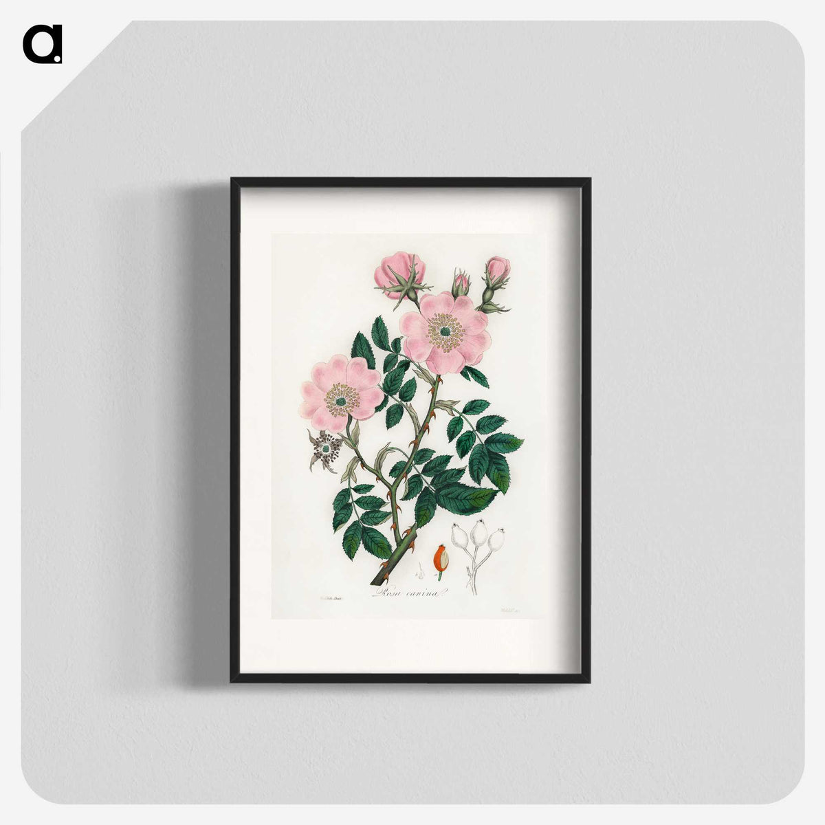 1-9_Medical-Botany_blk