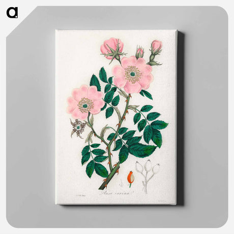 アートパネル-Rosa canina
 - 薬用植物学 Canvas.