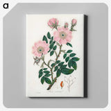 1-9_Medical-Botany_canvas
