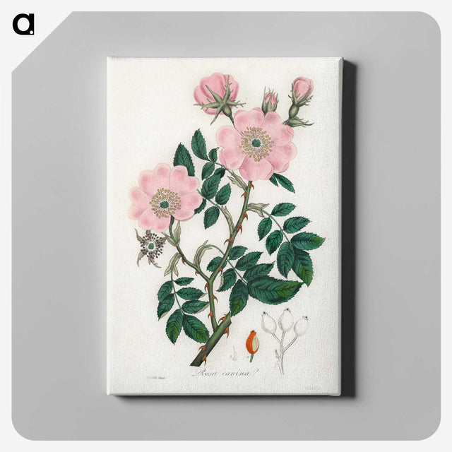 1-9_Medical-Botany_canvas