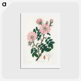 1-9_Medical-Botany_hagaki