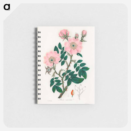 アートメモ帳-Rosa canina
 - 薬用植物学 Memo.
