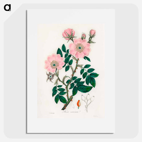 アートポスター-Rosa canina
 - 薬用植物学 Poster.