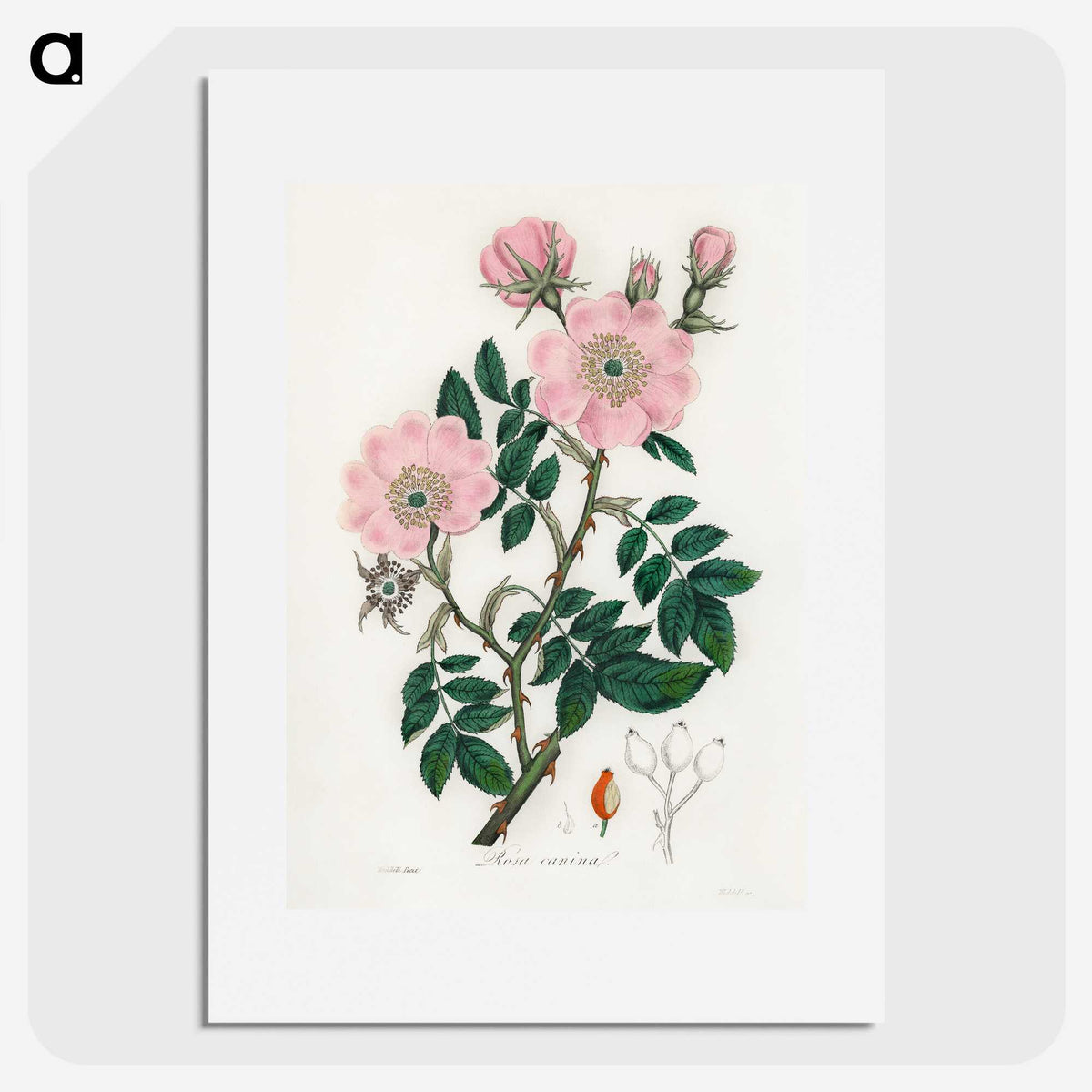 1-9_Medical-Botany_picture