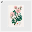 アートポストカード-Rosa canina
 - 薬用植物学 Postcard.