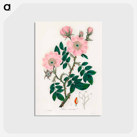 アートポストカード-Rosa canina
 - 薬用植物学 Postcard.