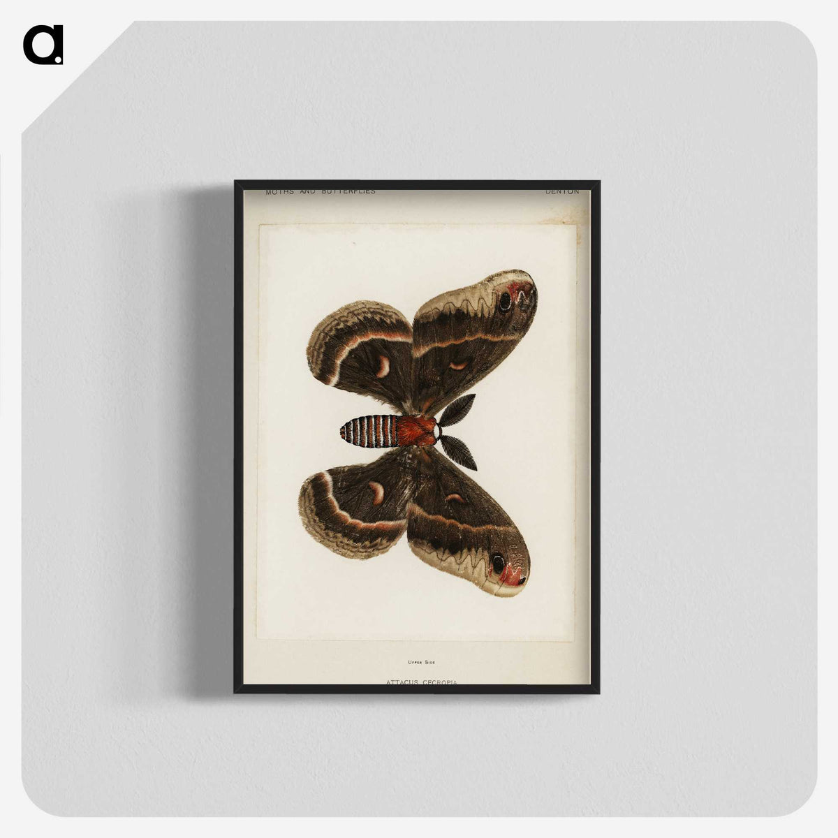 1-9_Moths-and-Butterflies-of-the-United-States_blk-crop