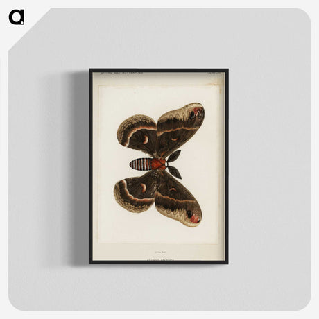 1-9_Moths-and-Butterflies-of-the-United-States_blk-crop
