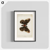 1-9_Moths-and-Butterflies-of-the-United-States_blk