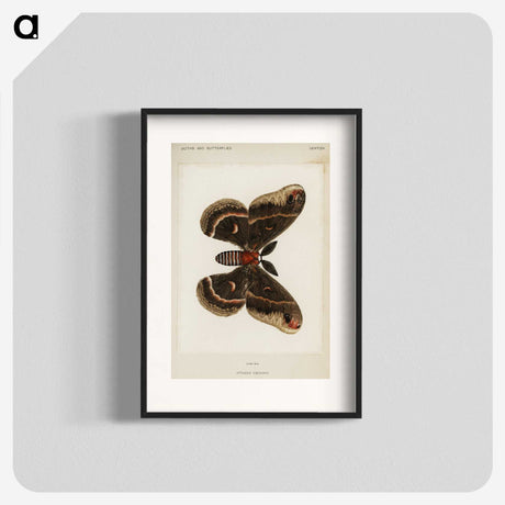 1-9_Moths-and-Butterflies-of-the-United-States_blk