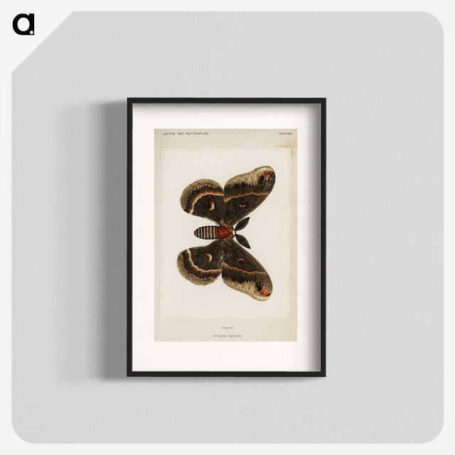 1-9_Moths-and-Butterflies-of-the-United-States_blk